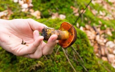 Jaki lek na grzybicę warto wybrać w aptece?