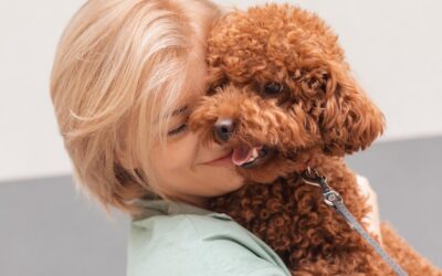 Pudel czy ma włosy czy sierść?