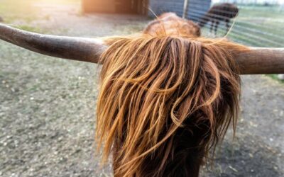Dlaczego włosy są suche jak siano i jak temu zaradzić?